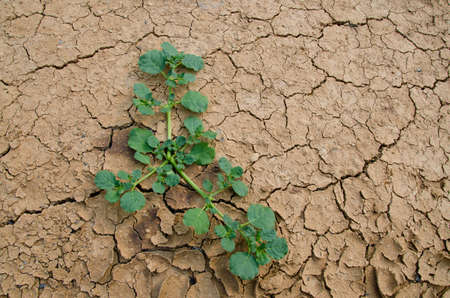 The last  plants survival in the dryness land.