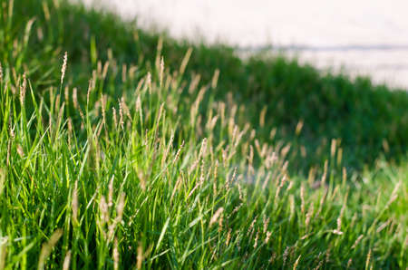 The grass at the roadside.On the way home.の写真素材