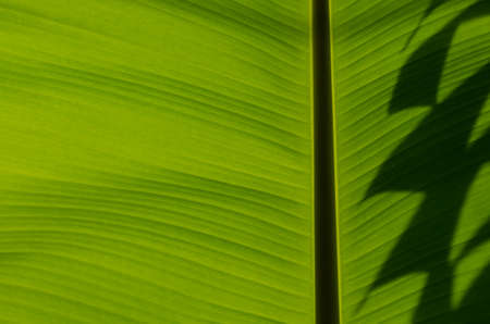 When the sunlight shine on banana leafの写真素材