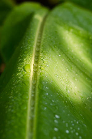 After the falling rain on a Banana leafの写真素材