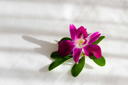 Orchid flower on the white bed. On the day of rest.の写真素材