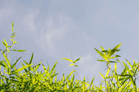 Beautiful green bamboo leaves warmの写真素材