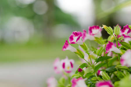 A beautiful wild flowers  in the garden.の写真素材
