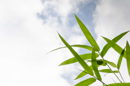 Beautiful green bamboo leaves warmの写真素材