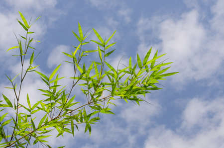 Beautiful green bamboo leaves warmの写真素材