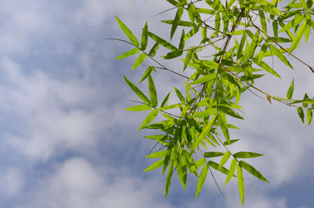 Beautiful green bamboo leaves warmの写真素材