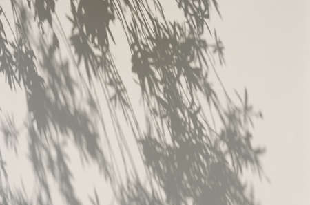 Light and shadow on the wall.の写真素材