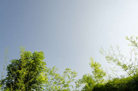 Beautiful green bamboo leaves warm.の写真素材