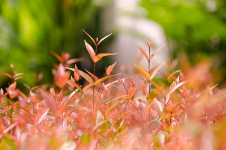 Deciduous leaves in summer from green into red.の写真素材