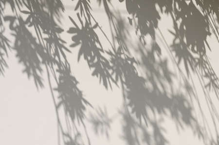 Shadows from the trees falling on the fence.の写真素材