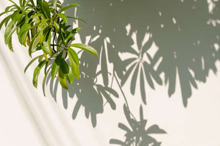 Shadows from the trees falling on the fence.の写真素材