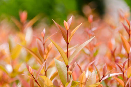 Deciduous leaves in summer from green into red.の写真素材