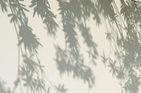 Shadows from the trees falling on the fence.の写真素材