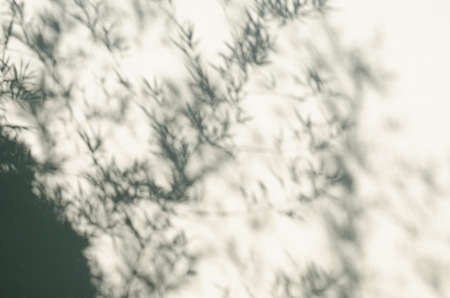 Shadows from the bamboo tree falling on the Wall.