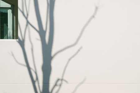 Light and shadows of trees projected onto the wall.の写真素材