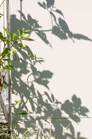 Light and shadows of trees projected onto the wall.