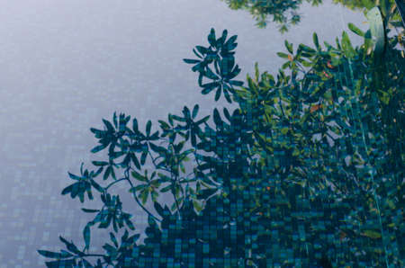 Reflection of trees in the swimming pool.の写真素材