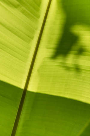 When the sunlight shine on banana leaf.