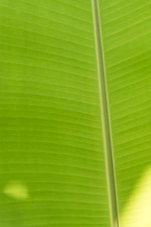 When the sunlight shine on banana leaf.の写真素材