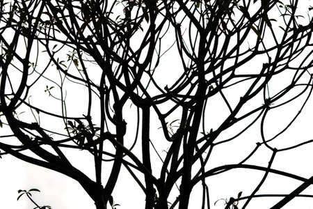 Twigs and branches in high contrast on white background.