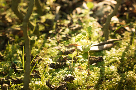 Young plant showing ecology growth or nature concept.の写真素材