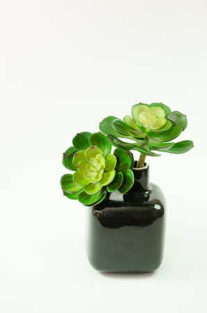 A nice contrast image showing green flowers in the black jar.の写真素材