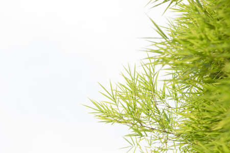 Bamboo leaves,Isolated on white background,の写真素材