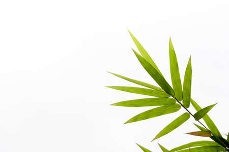 Bamboo leaves,Isolated on white background,の写真素材