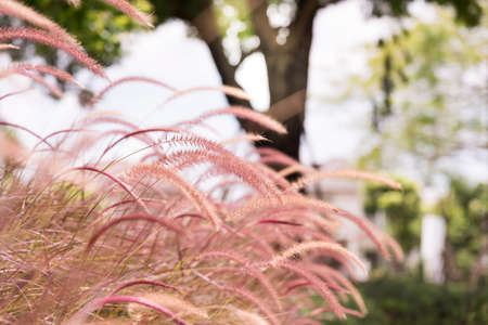 Meadow filled with pink flowers.の写真素材