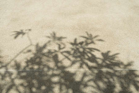 Shadows of Tree on The Floorの写真素材