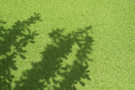 Tree shadow on green grass in the garden.の写真素材