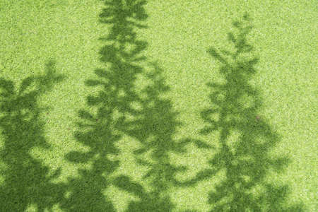 Tree shadow on green grass in the garden.の写真素材