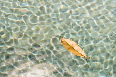 The leaves drop into the swimming pool.And floats on water.の写真素材
