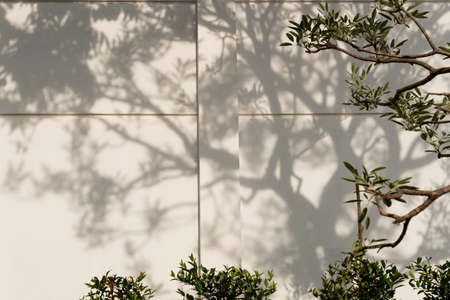 Light and shadows of trees projected onto the wall.