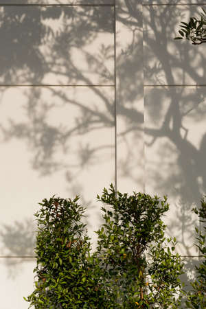 Light and shadows of trees projected onto the wall.の写真素材