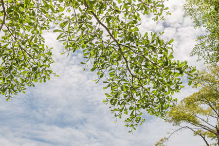 Green leave with sky background in sunny day.