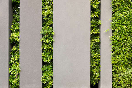 The tree is a gap between the walls, Nature background.