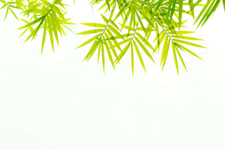 Bamboo leaves,Isolated on a white background,の写真素材
