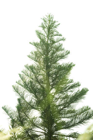 Christmas pine trees isolated on a white background.