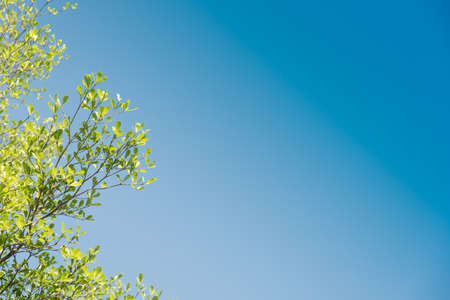 Beautiful green leaves against sky background.(used  filter effect)