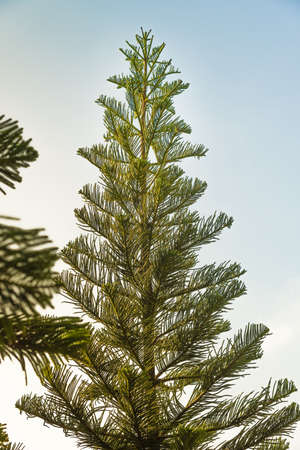 Beautiful christmas pine trees background.
