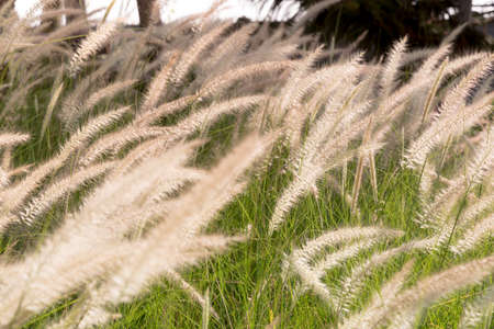 Meadow filled with grass flowers in summertime.の写真素材