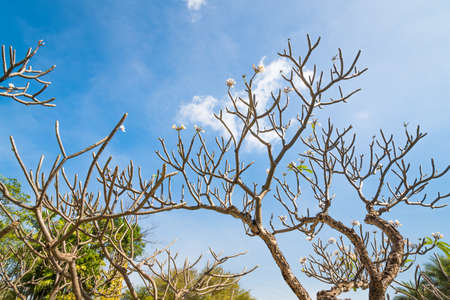 Frangipani tree without leaf on sky background.(Filter effect used)の写真素材