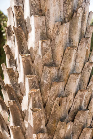 Background or  texture of coconut bark palm tree.の写真素材