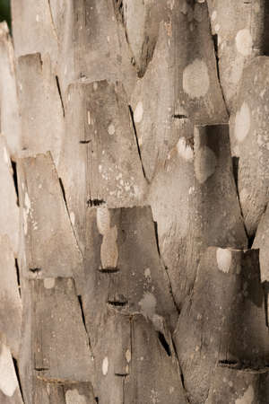 Background or  texture of coconut bark palm tree.の写真素材