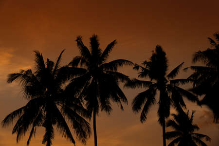 Silhouette of plam trees with colourful sunset and twilight sky background.の写真素材