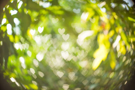 Abstract background heart shaped bokeh with natural blurred background.の写真素材