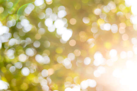 Natural blurred bokeh background from leaf and tree, Abstract background.
