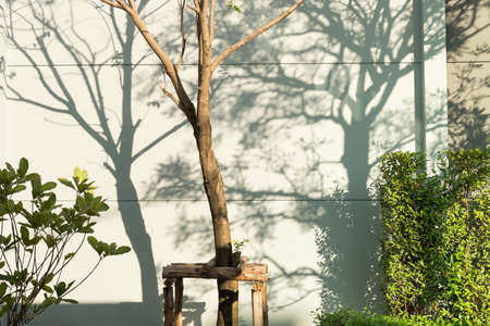 Trees shadow background on the wall or Nature background.