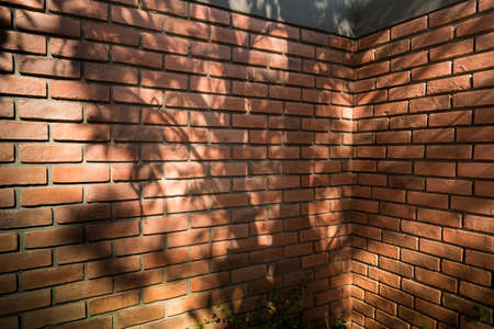 Background of the old  brick wall texture and tree shadow.の写真素材